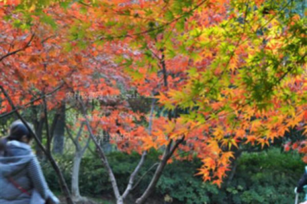 Acer palmatum