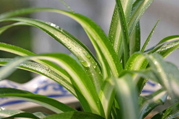 golden heart Chlorophytum
