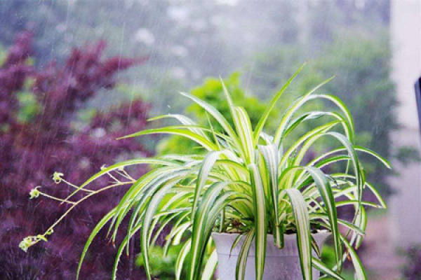 Chlorophytum flaccidum