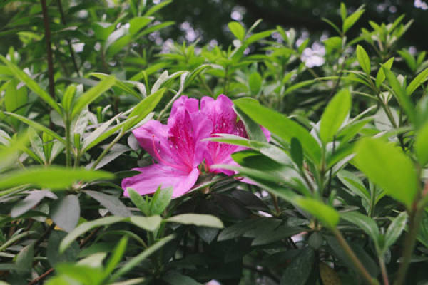 beautiful azalea
