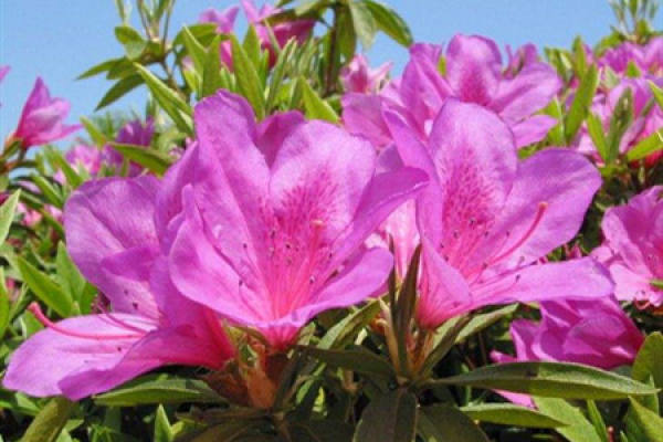Rhododendron variegatum