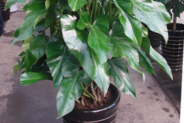 Emerald Philodendron