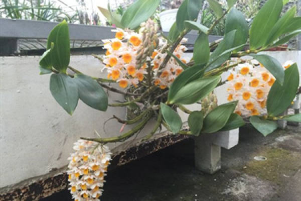 Dendrobium multiflorum