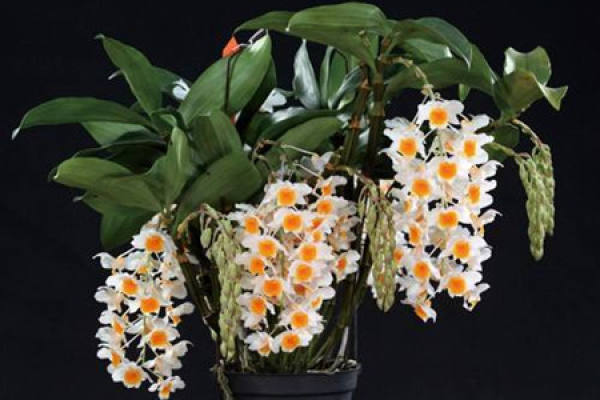 Dendrobium densiflorum