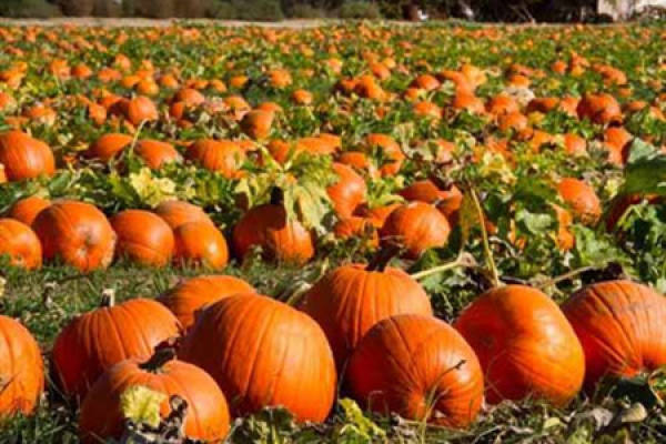 pumpkin