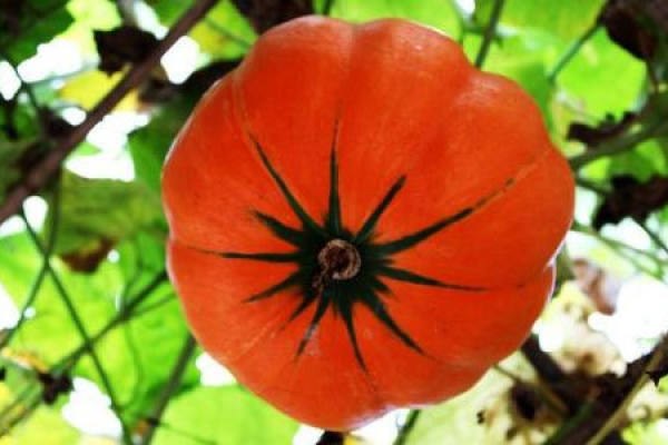 Pumpkin