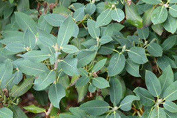 MOUNTAIN RHODODENDRON
