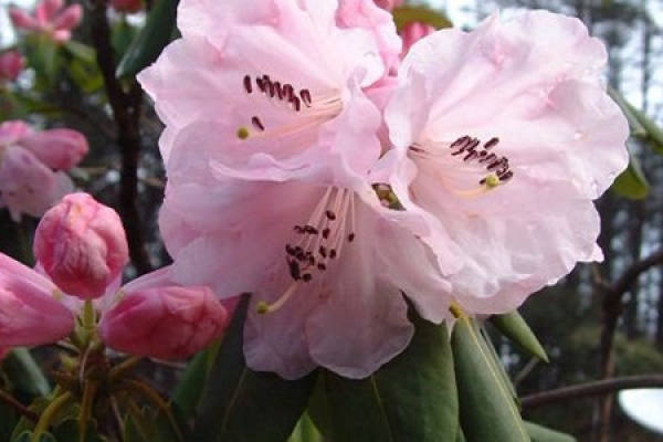 Rhododendron montanum