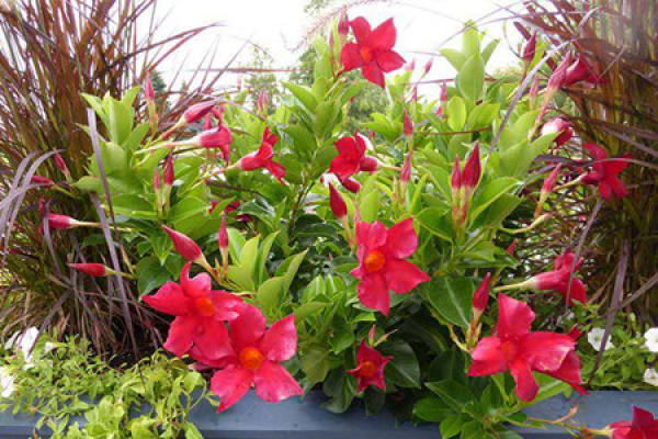 double delight vine