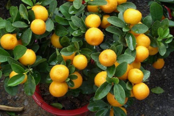 seasons orange