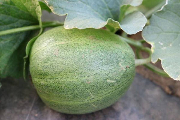 cantaloupe