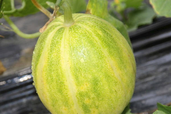 Muskmelon