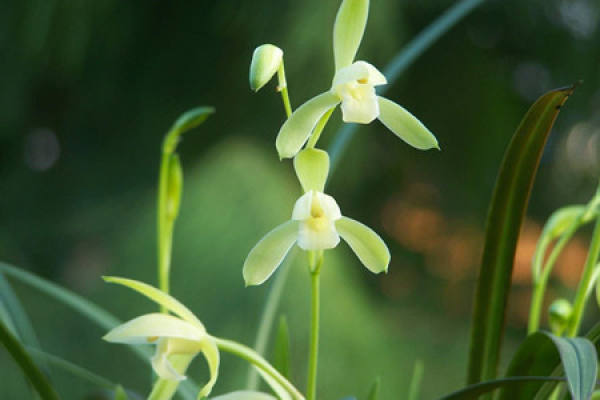 Cymbidium