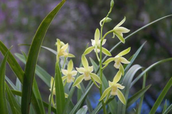 Suxin orchid