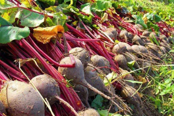 sugar beet