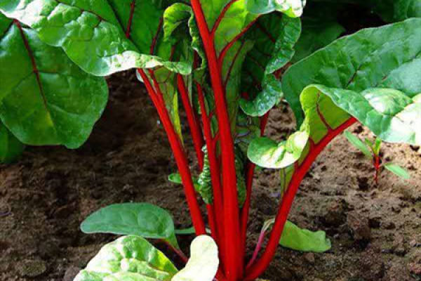 Beet