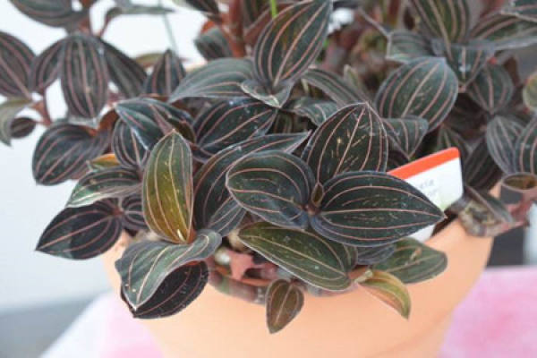 Sanguinellia