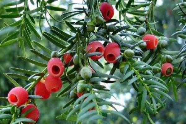 Taxus media
