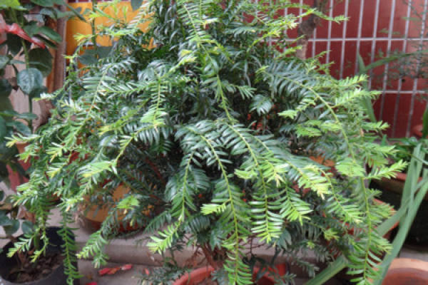 Taxus media