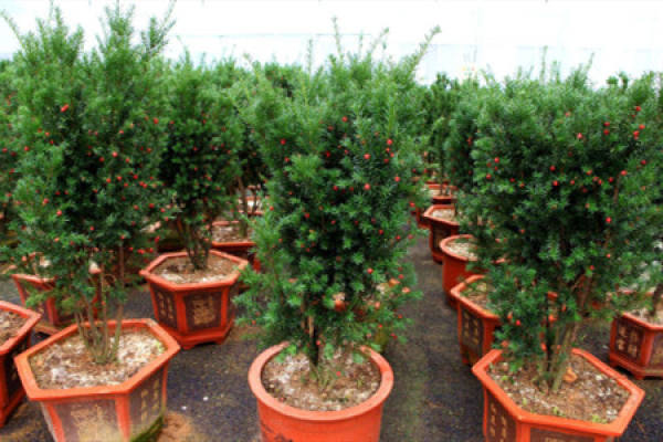 Taxus media