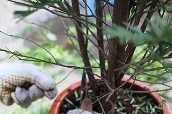 Taxus media