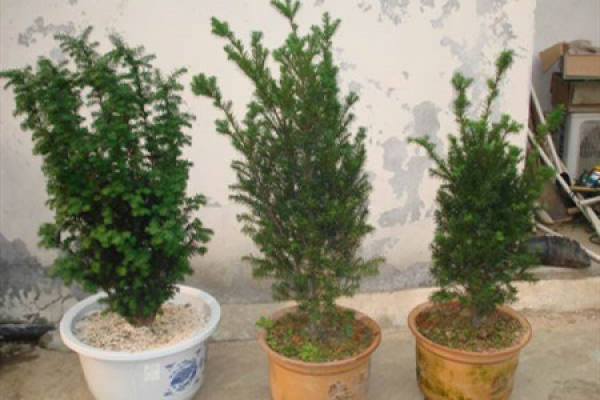 Taxus media