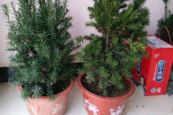 Taxus media