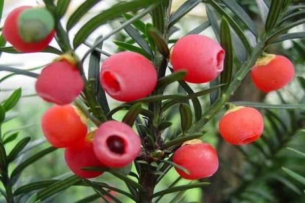 yew