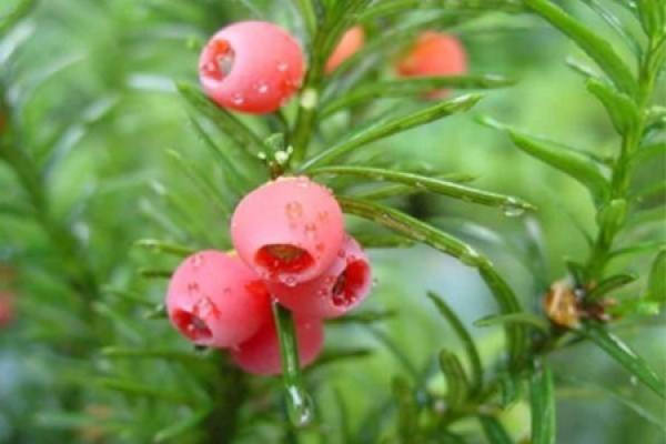 Taxus chinensis