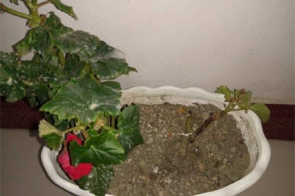 Begonia flower