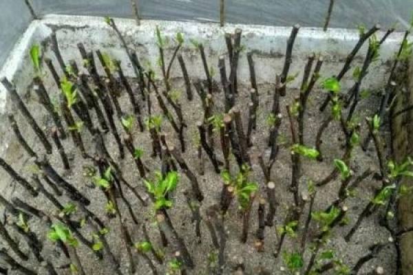 Chinese flowering crabapple