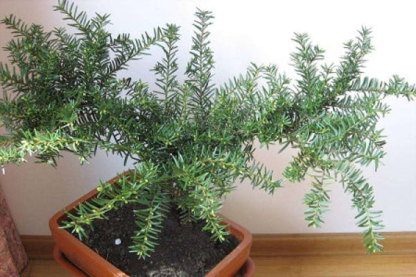 Taxus chinensis