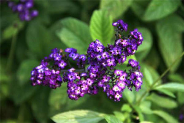 Fragrant Herb