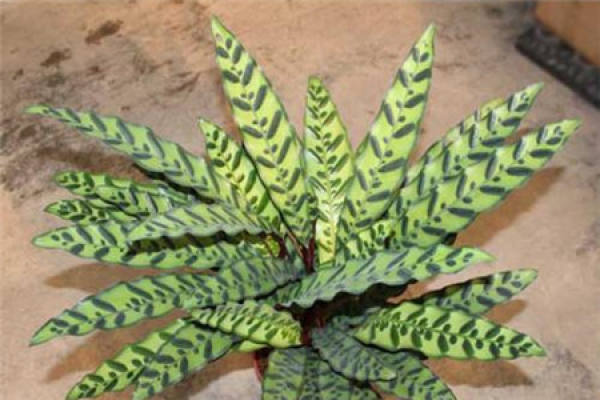 arrowroot