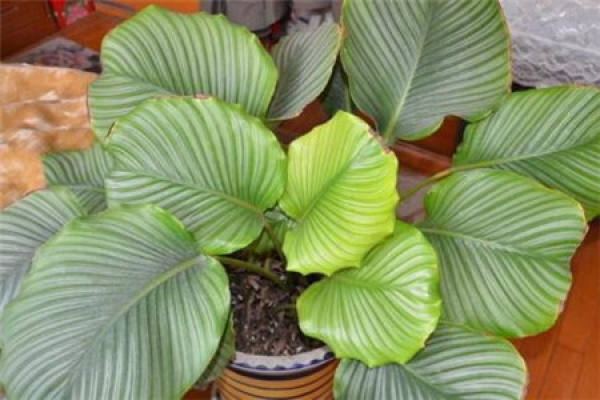 arrowroot