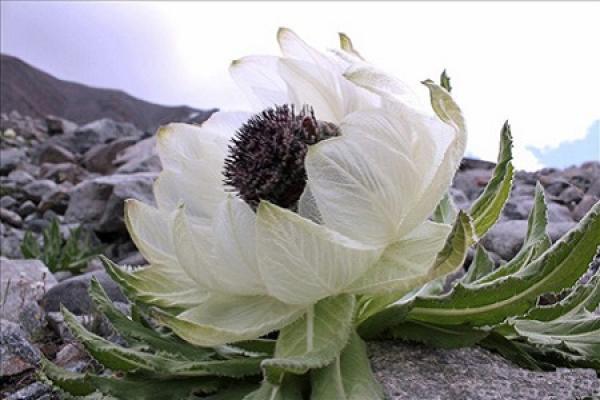 Snow Lotus
