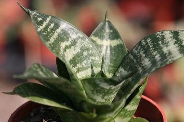tiger tail orchid with silver vein