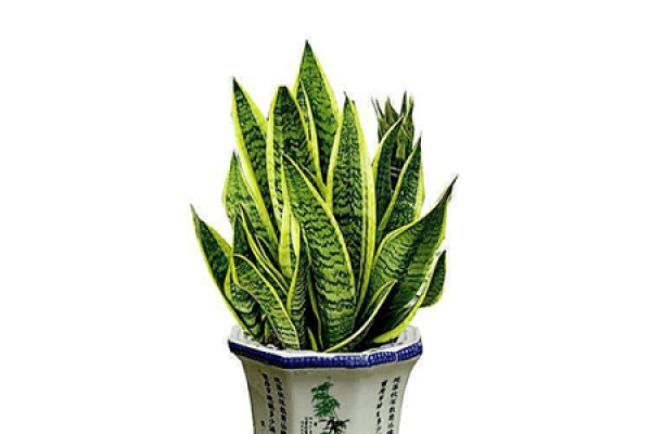 Sansevieria argentea