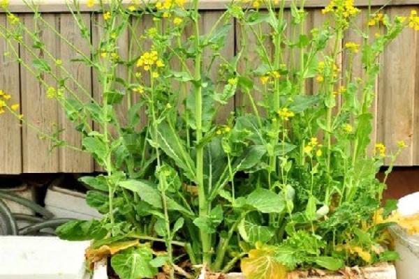 Rape Flower