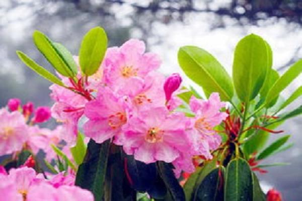 azalea