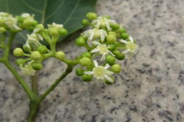 trifoliate orange
