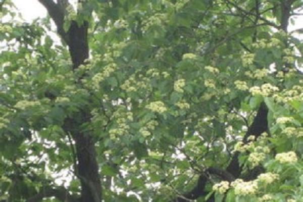 Hovenia dulcis