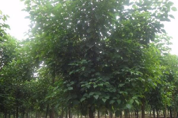 Chongyang wood