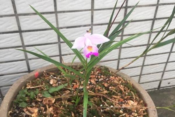 Bamboo Leaf Orchid