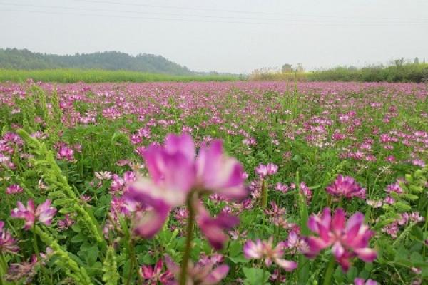 milk vetch