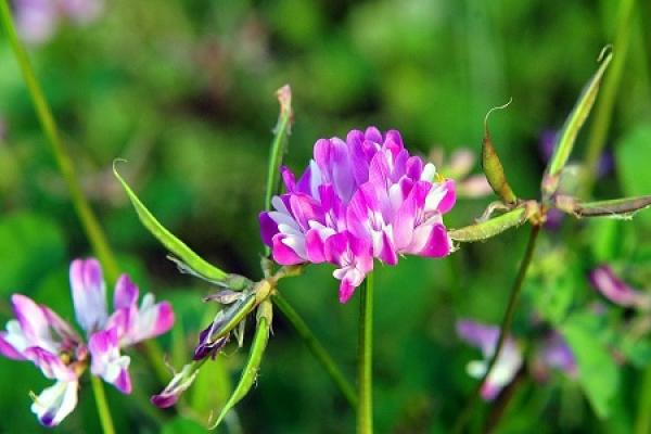 Chinese milk vetch
