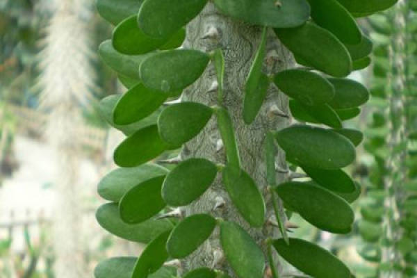 waxy wood
