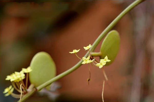 Bi Lei Gu