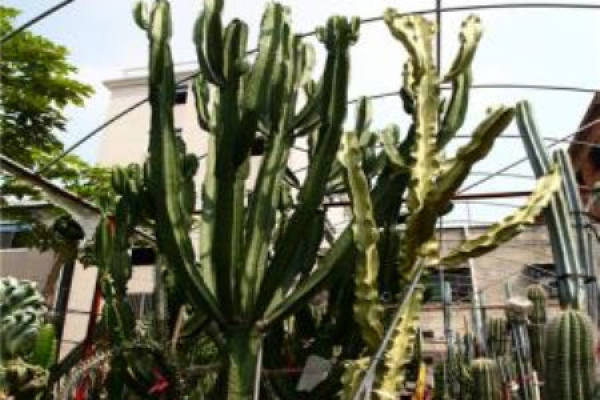 Brocade of Euphorbia pekinensis