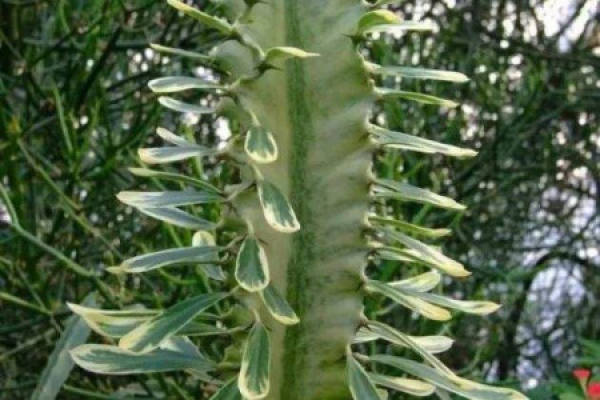 Brocade of Euphorbia pekinensis